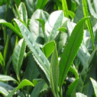 Camellia sinensis