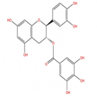 Catechin gallate