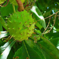 Chestnuts extract