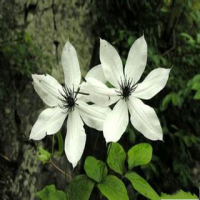 Chinese clematis root and rhizome extract