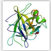 Chymotrypsin