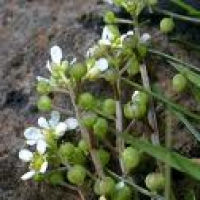 Cochlearia officinalis