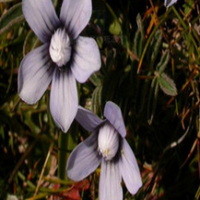 Coleus Forskohlii Extract