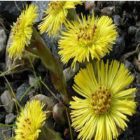 Common Coltsfoot Flower Extract