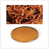 Cordyceps Extract