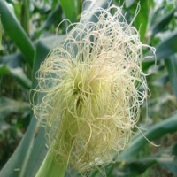 Corn Silk Extract