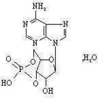 Cyclic Adenosine Monophosphate