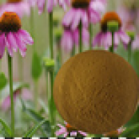 Echinacea Herb P.E