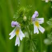 Euphrasia officinals