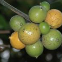 Garcinia Combogia Extract