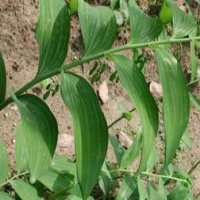 Giant Typhonium Rhizome Extract