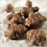 Jerusalem Artichoke P.E.