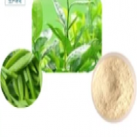 Natural Camellia oleifera leaf extract