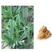 Patrinia sibirica roots/ rhizomes extract