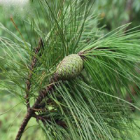 Pinus massoniana bark extract