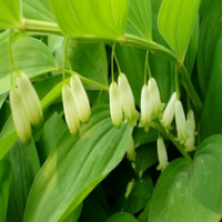 Polygonatum odoratum (Mill.)Druce Extract