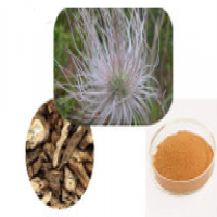 Pulsatilla root extract