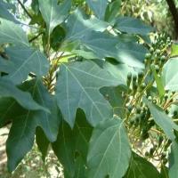 Pure Sassafras bark extract powder