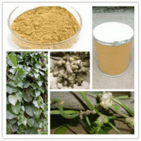 Radix Notoginseng Extract