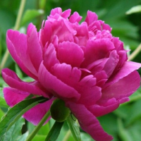 Red Peony P.E.