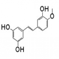 Rhapontigenin