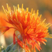 Safflower extract