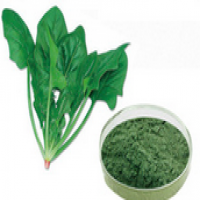 Spinach leaves extract Chlorophyll