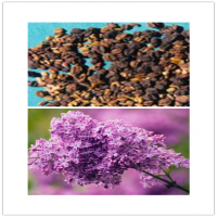 Syringa vulgaris