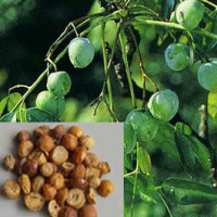 Szechwan Chinaberry Fruit Extract