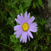 Tatarian Aster Extract