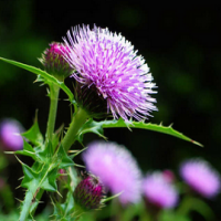 Thistle extract