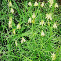 Thunberg Fritillary Bulb Extract