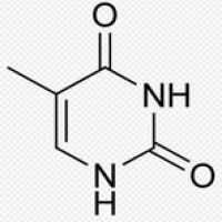 Thymine