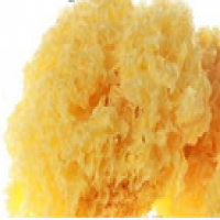 Tremella fuciformis Extract