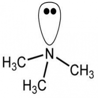 Trimethylamine