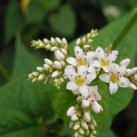 Wild Buckwheat Rhizome Extract