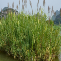  Wild reed extract