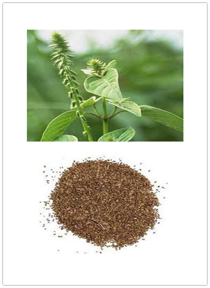 Achyranthes Extract Powder Achyranthes Extract Powder