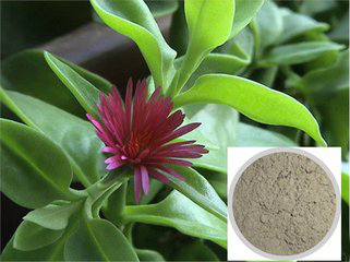 Andrographis paniculata Extract Andrographis paniculata Extract