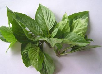 Basil leaf extract Basil leaf extract
