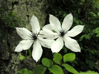Chinese clematis root and rhizome extract Chinese clematis root and rhizome extract