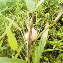 Concretio Silicea Bambusae Extract Concretio Silicea Bambusae Extract