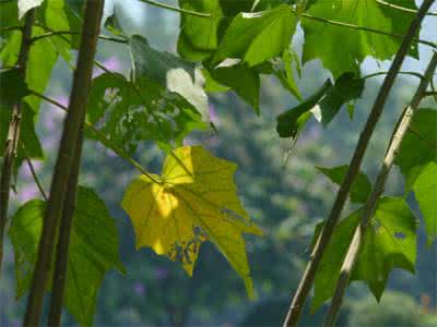 Cottonrose Hibiscus Extract Cottonrose Hibiscus Extract