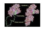 DNA polymerase DNA polymerase