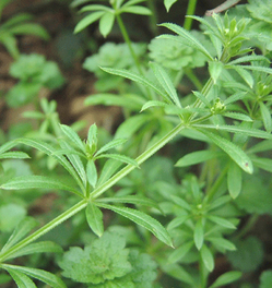 Galium Aparine Extract Galium Aparine Extract