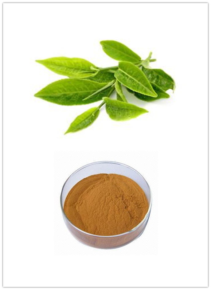 Green Tea Poiyphenols Green Tea Poiyphenols