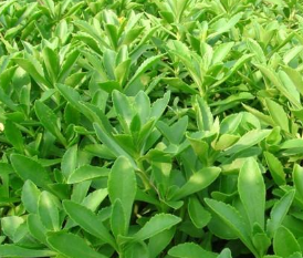 Gynura Procumbens Extract Gynura Procumbens Extract