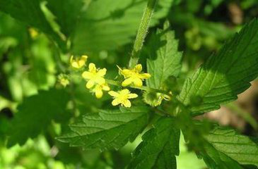 Hairyvein Agrimonia Herb Extract Hairyvein Agrimonia Herb Extract