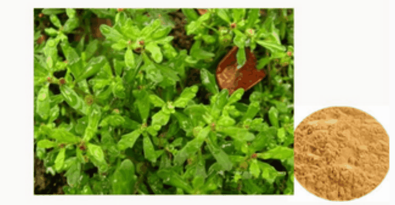 Herba Centipedae Extract Herba Centipedae Extract