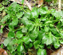 Herba Houttuyniae Extract Herba Houttuyniae Extract